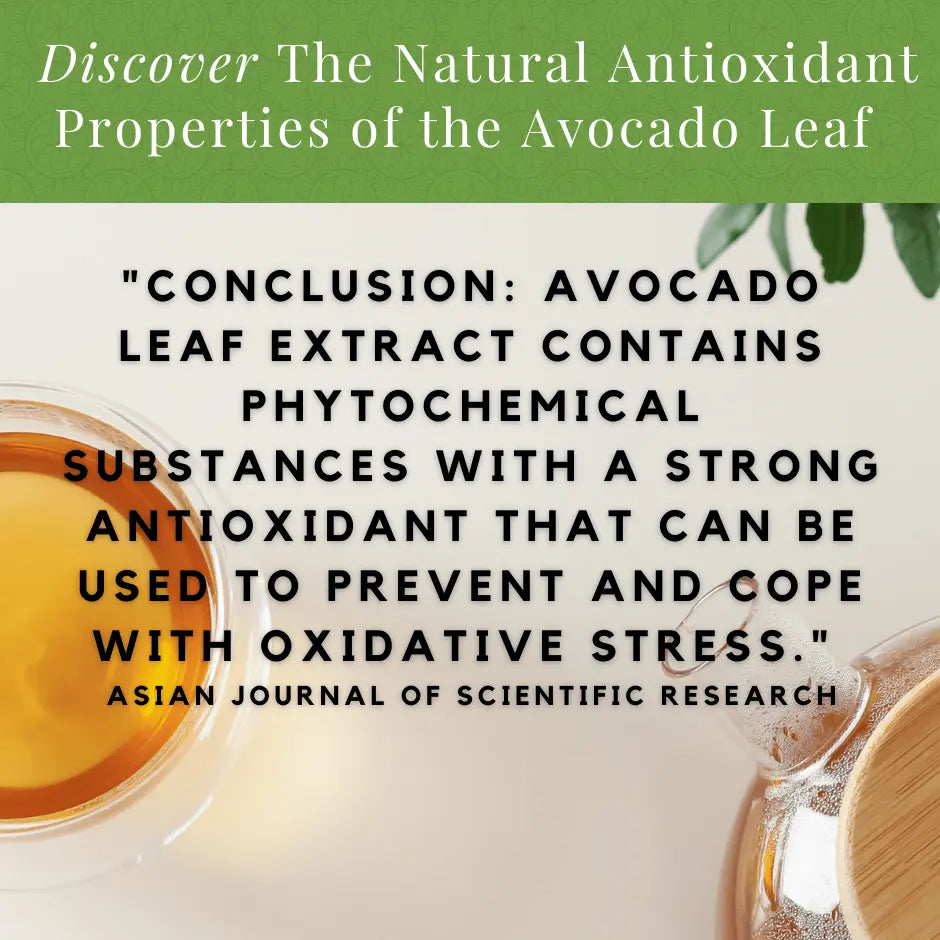 2 Pack Avocado Leaf Tea Natural by Avocado Tea Co. Avocado Tea Co.