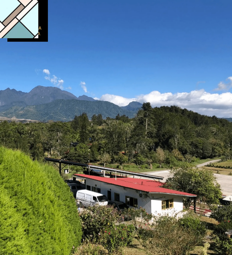 Panama Gesha Lot 290 by Bean & Bean Coffee Roasters BEAN & BEAN COFFEE ROASTERS