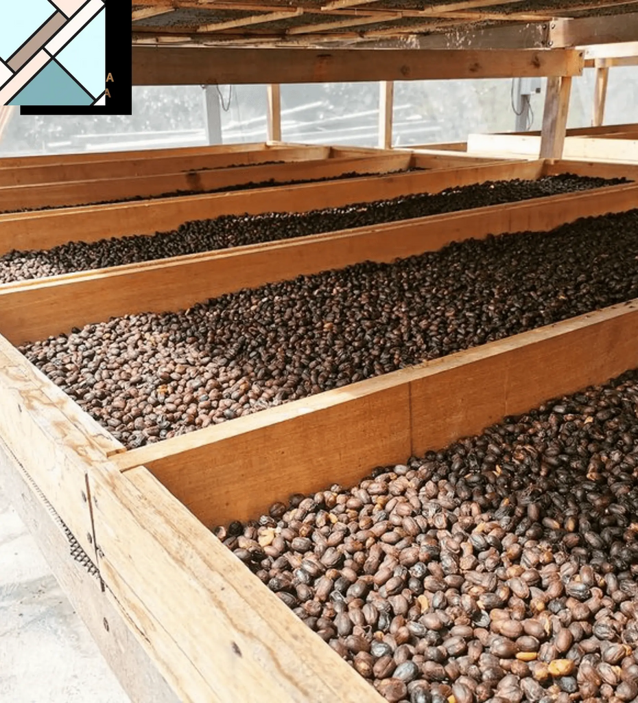 Panama Gesha Lot 290 by Bean & Bean Coffee Roasters BEAN & BEAN COFFEE ROASTERS