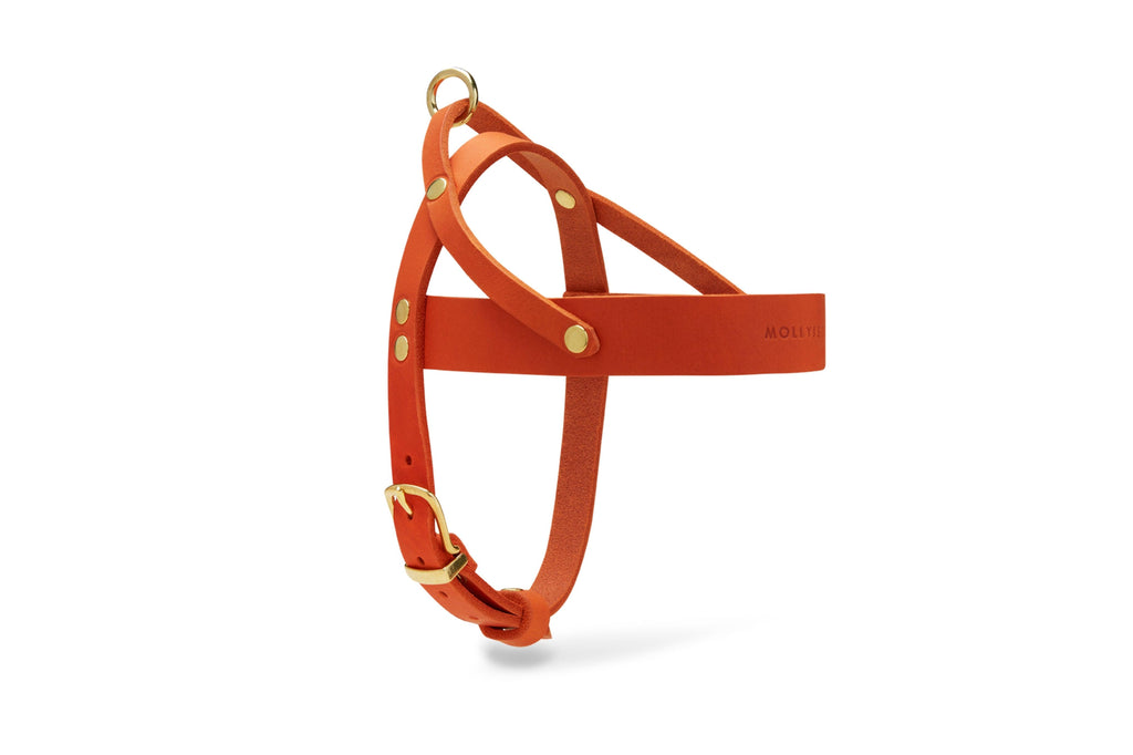 Butter Leather Dog Harness - Mango by Molly And Stitch US - Ladiesse