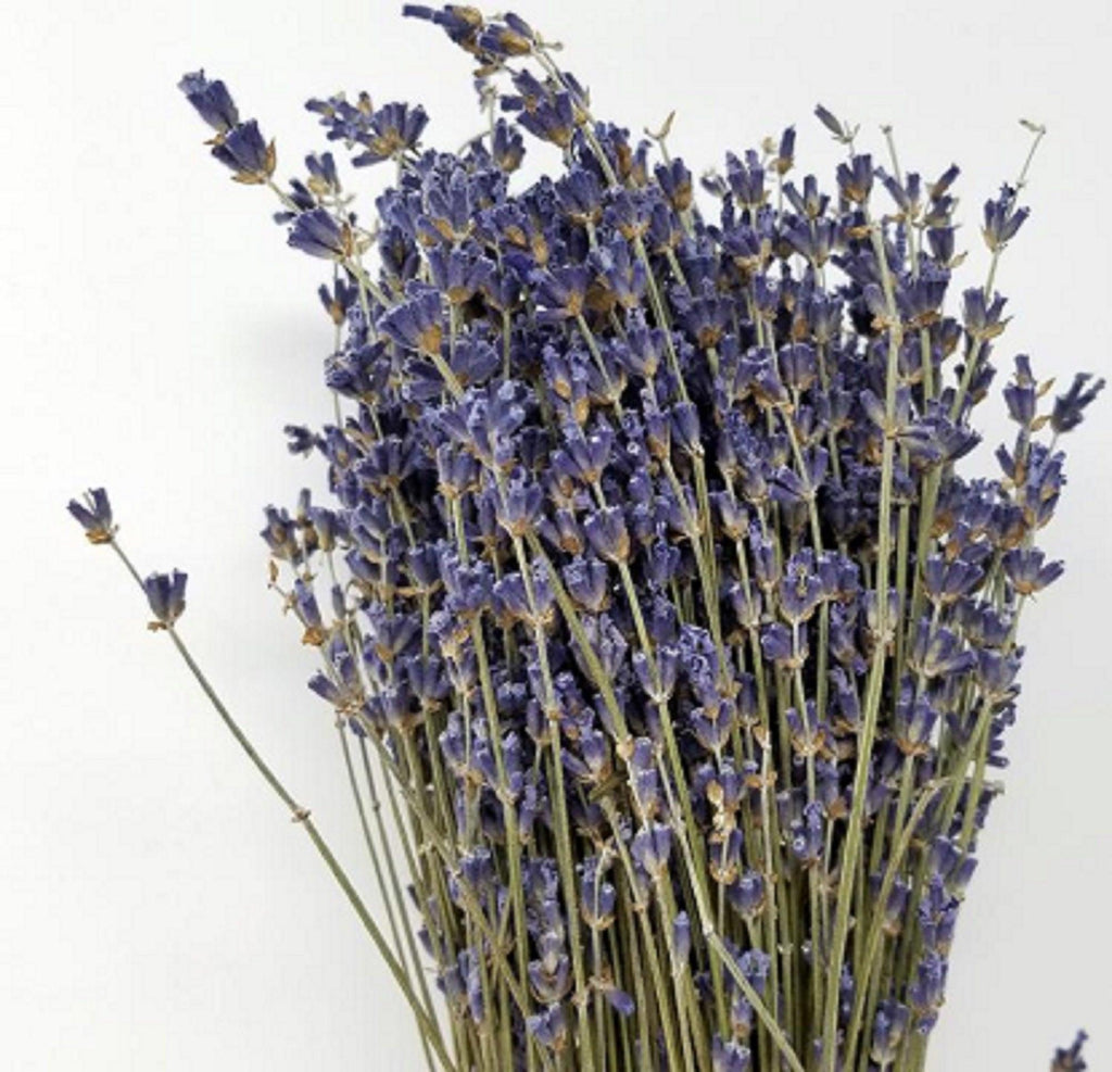 High-Grade French Lavender Flower BUNCH 14" L by OMSutra - Ladiesse