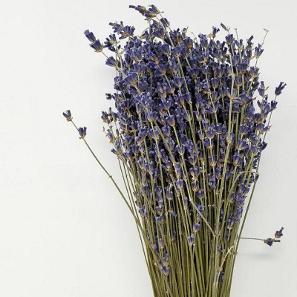 High-Grade French Lavender Flower BUNCH 14" L by OMSutra - Ladiesse